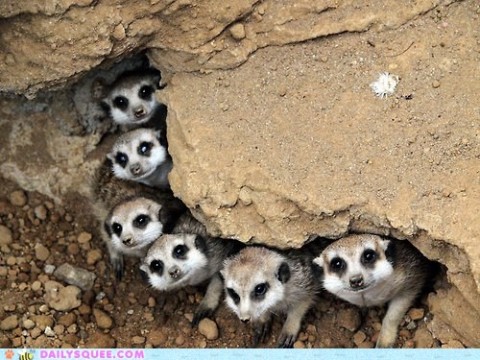 Meerkats!