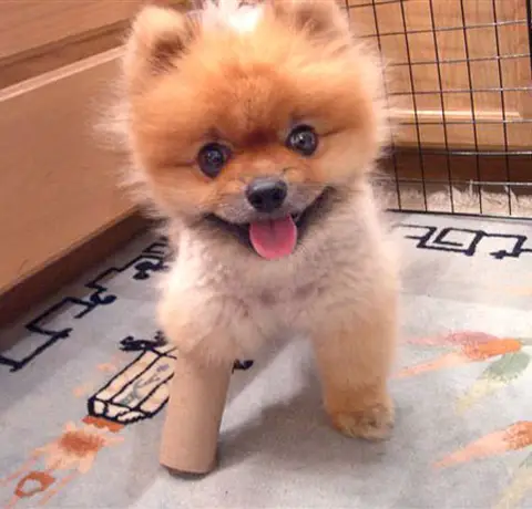 Cute Puppy via Daily Squee