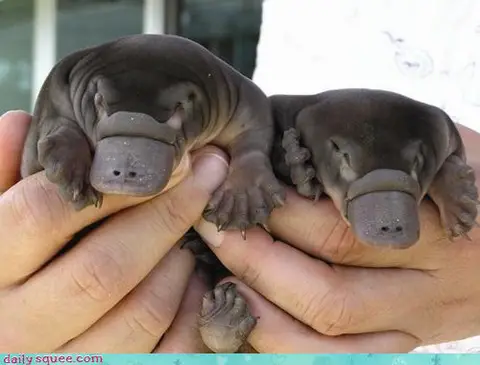It's the platypus brothers