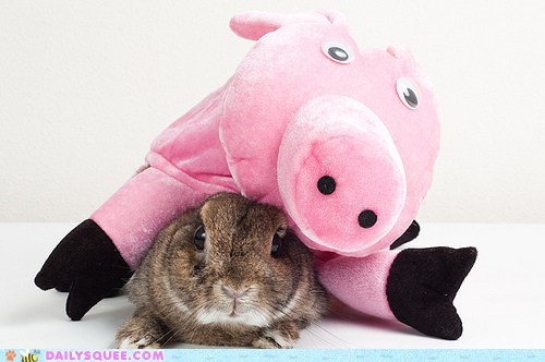 Squashed Bunny via DailySquee