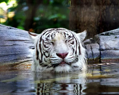 Sleepy Tiger by MasaiWarrior