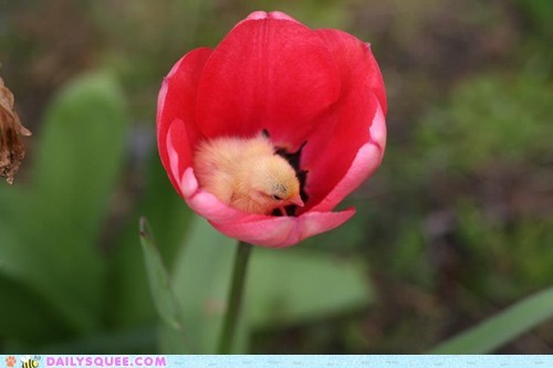 How small is that Chick - via Daily Squee