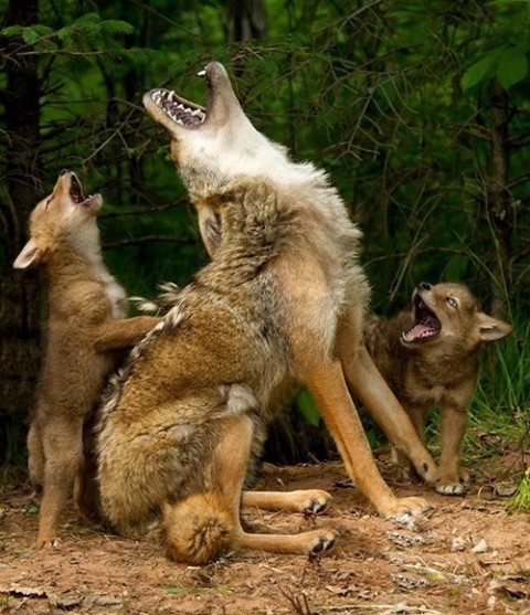 howling wolves via daily squee