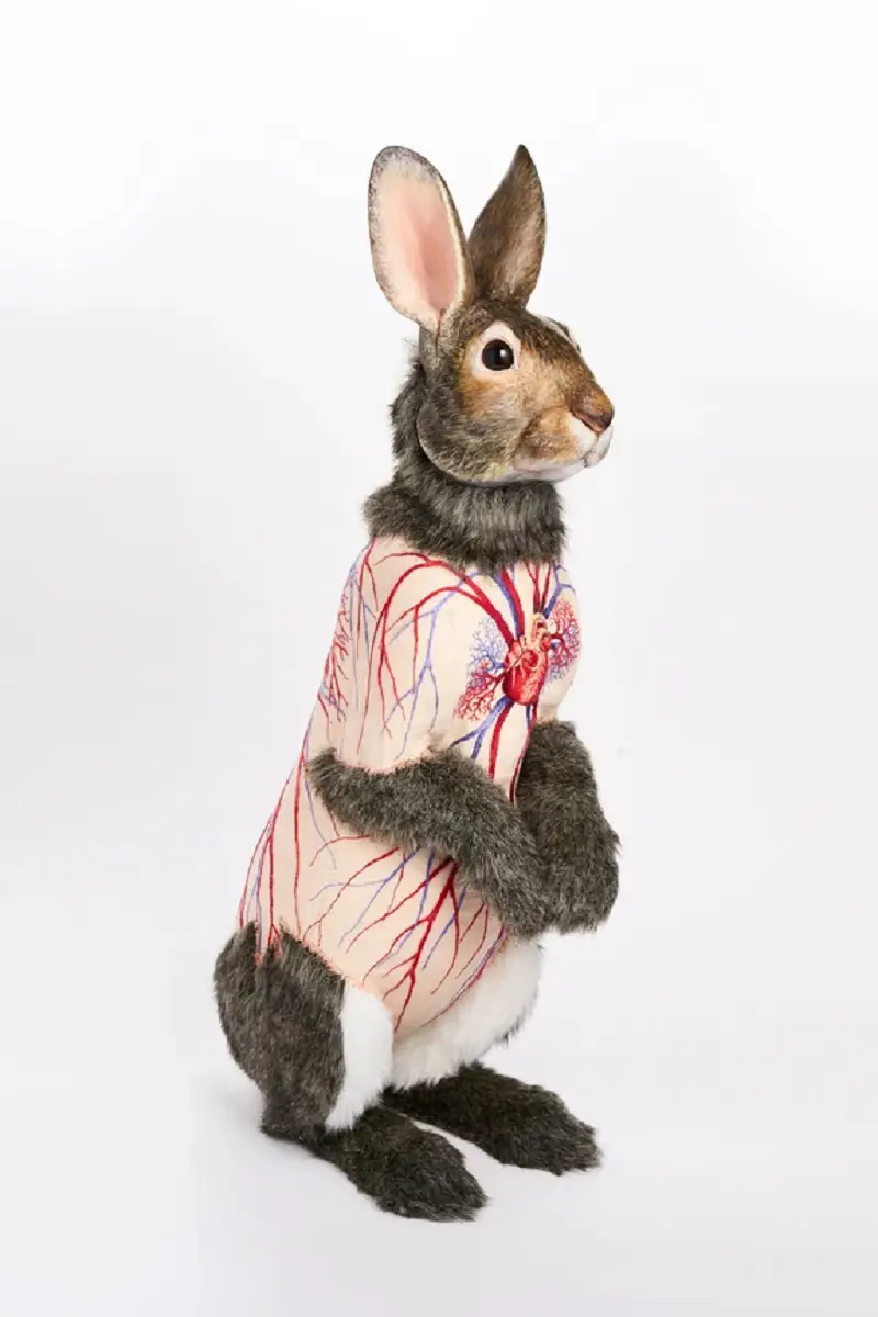 Deborah Simon - Flayed Rabbit Cottontail